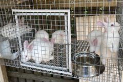 Weaned